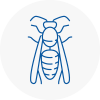 Barnoldswick Wasp Nest Removal
